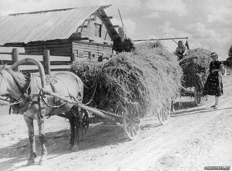 Подвоз кормов на ферму.  в конце 1950-х